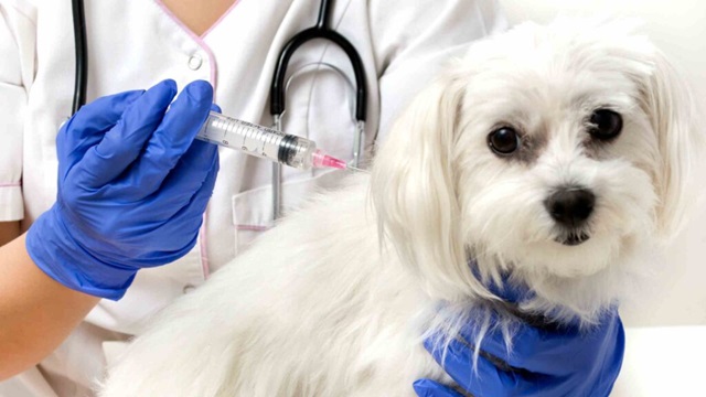 So sánh vắc xin cho chó 5 bệnh và 7 bệnh