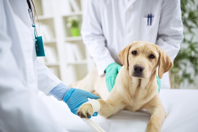 Cẩn thận khi đưa chó đến bác sĩ thú y
