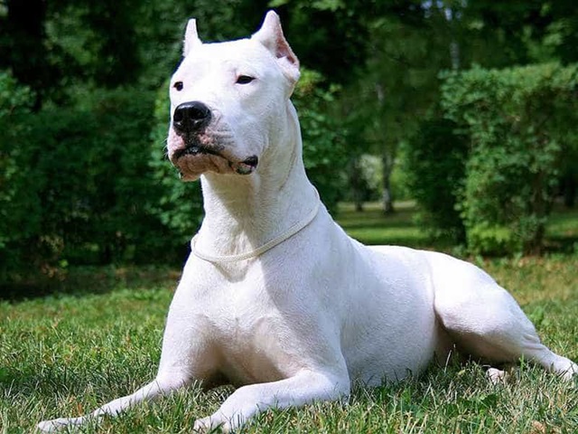 Chó săn hạng nhất – Dogo Argentino