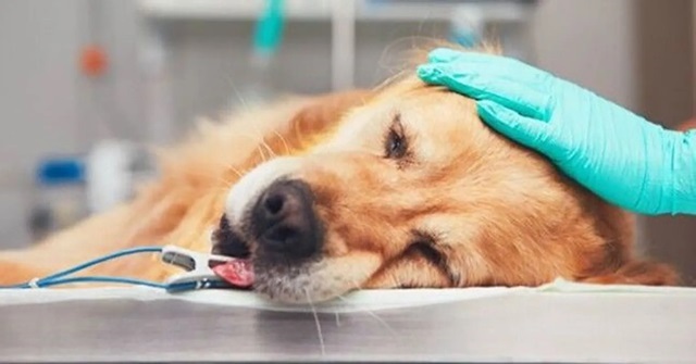 Hướng dẫn điều trị chó nôn ra máu và tiêu chảy