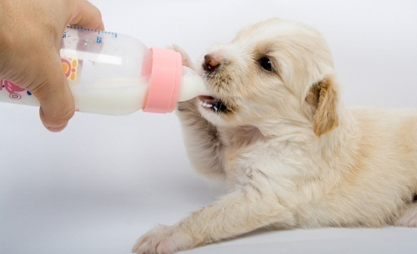 Cẩn thận khi cho chó con uống sữa