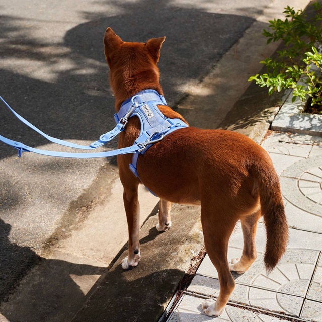 Hiện nay trên thị trường có rất nhiều loại dây dắt chó với công dụng và tính năng khác nhau