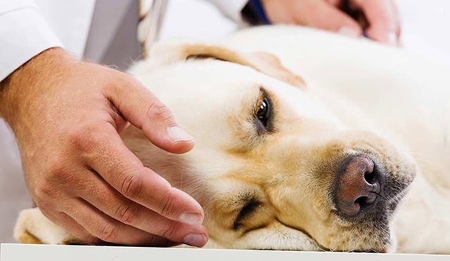 Cách điều trị bệnh Care ở chó