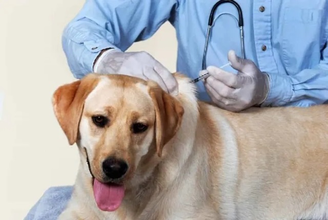 + Tiêm dưới da: dùng trong trường hợp chó mới ốm; Nâng vùng da gáy lên tiêm 40ml/lần/vị trí.