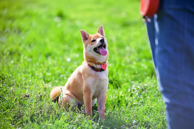 Sử dụng lệnh và thưởng: Sử dụng lệnh "Ngồi" và thưởng cho chó khi nó thực hiện đúng hành vi.