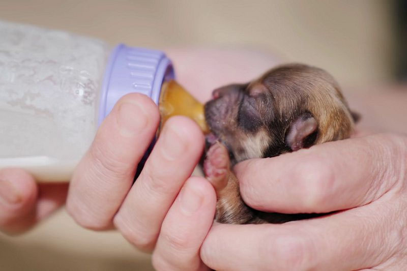 Cách pha sữa cho chó con mới sinh