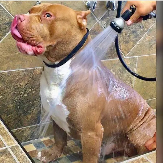 Thường xuyên tắm rửa cho pitbull