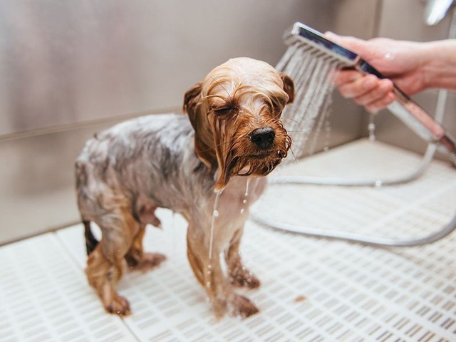 Cách Tắm Cho Chó: Hướng Dẫn Cách Tắm Cho Chó Siêu Sạch