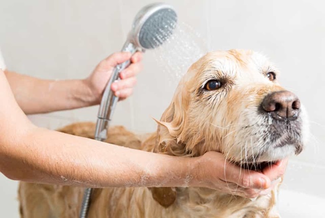 Có nên tắm cho chó hay không?