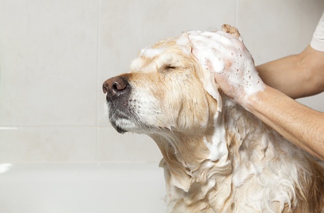 Chuẩn bị trước khi tắm cho chó