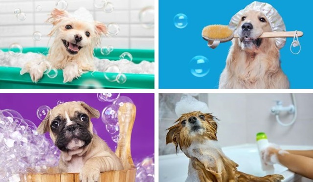  Những lưu ý quan trọng khi tắm cho chó