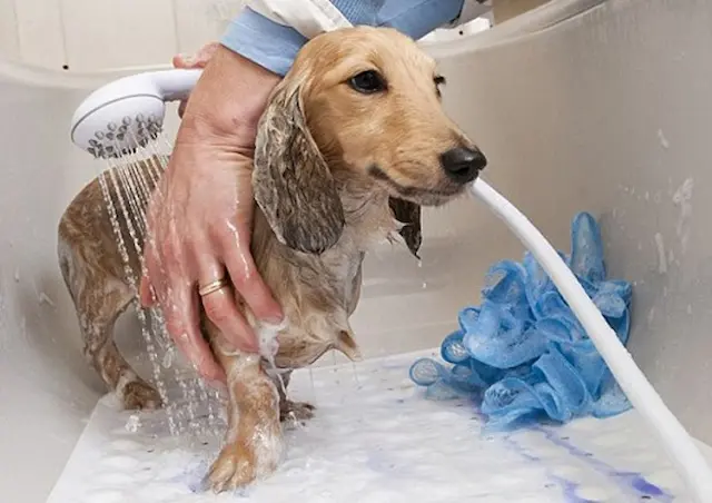 Việc tắm cho chó mẹ mới sinh đòi hỏi sự nhẹ nhàng và cẩn thận để đảm bảo an toàn cho cả chó mẹ và các chú chó con.