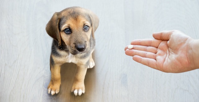 Tác hại của việc dùng thuốc tẩy giun cho chó không đúng cách