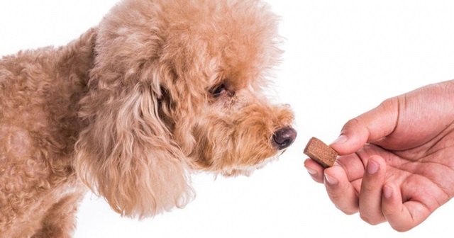 Nếu không có dấu hiệu bệnh gì thì có cần tẩy giun cho chó không?