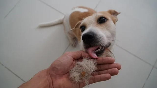 Chó rụng lông do chăm sóc và vệ sinh kém