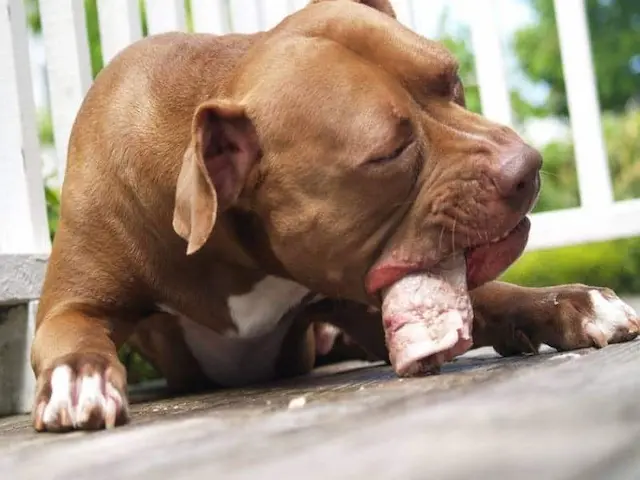 Điều chỉnh lượng thức ăn dành cho chó pitbull