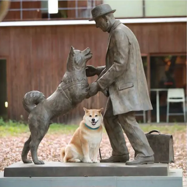 Chó Shiba Inu là một giống chó có nguồn gốc từ Nhật Bản. "Shiba" trong tiếng Nhật có nghĩa là "nhỏ" hoặc "kích thước nhỏ," phản ánh đặc điểm của giống này. "Inu" có nghĩa là "chó." Shiba Inu thường được coi là một trong những giống chó cổ điển của Nhật Bản.
