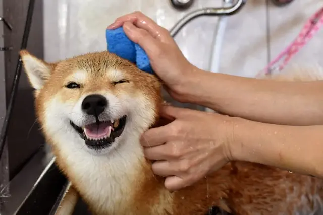Chó Shiba Inu có bộ lông dày và mềm mại. Chúng cần được chải lông đều đặn để tránh rối và giữ lông sạch sẽ.