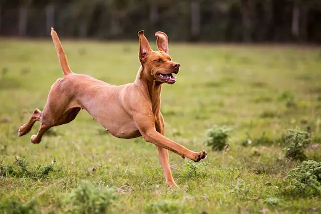 Chó Ai Cập có nhu cầu di chuyển và thể dục cao. Điều này phản ánh bản chất của giống chó săn
