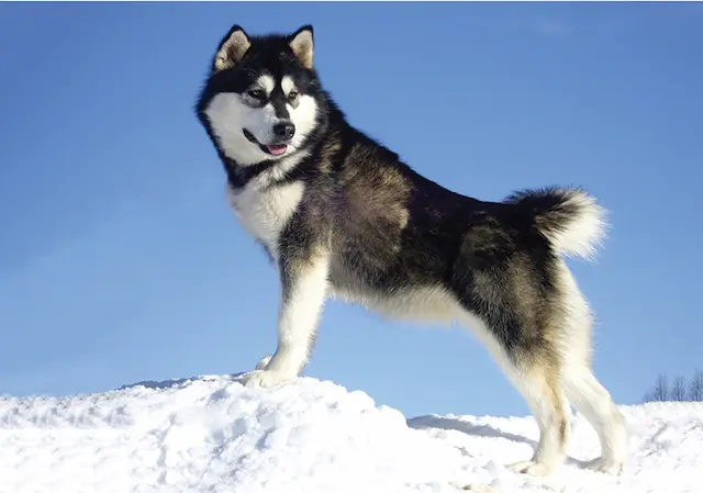 Chó Alaska thuần chủng có giấy tờ xuất xứ rõ ràng, được chăm sóc và giữ gìn tốt từ những nguồn cung đáng tin cậy.