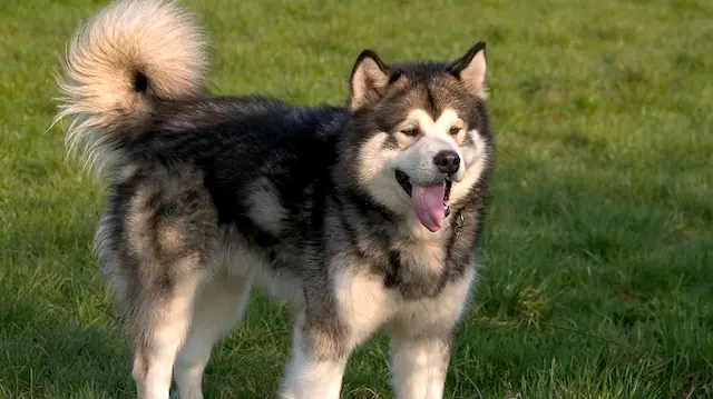 Chó Alaska tiêu chuẩn có trọng lượng từ 85-100 pounds cho đực và 75-85 pounds cho cái.