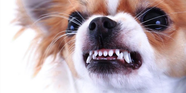 Chó bắt đầu bị liệt hàm dưới nên lưỡi thường thè ra, hàm trễ, chảy nước dãi, khó nuốt hoặc uống nước.