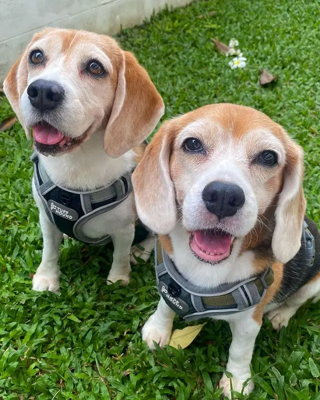 Beagle là giống chó thông minh và nhanh nhẹn, giúp chúng dễ dàng học các lệnh và nhiệm vụ huấn luyện.