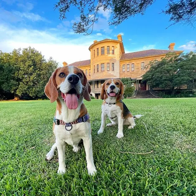 Khả năng đánh mùi tuyệt vời giúp Beagle trở thành những chó giữ nhà xuất sắc, có khả năng phát hiện mùi mốc hoặc thậm chí là những mùi nhẹ nhàng.