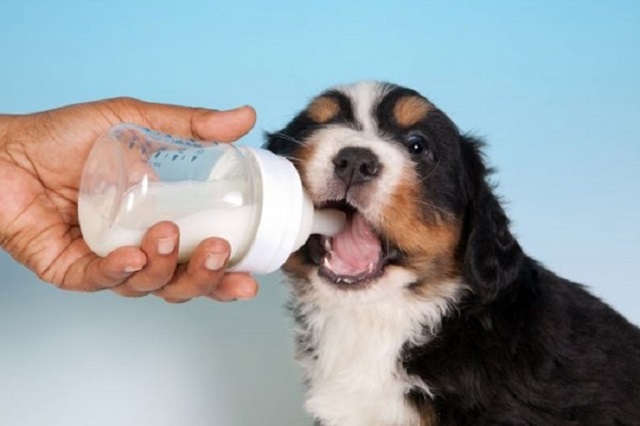 Chó con mới sinh uống sữa gì tốt nhất?