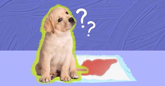 Tại sao chó đi tiểu ra máu?