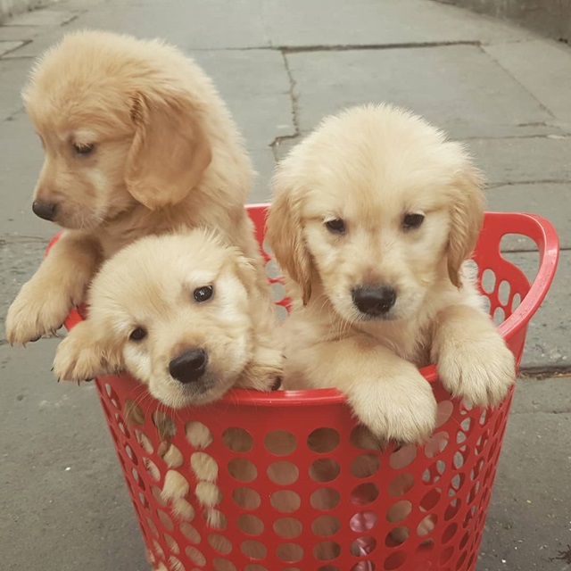 Những Dành cho những chú chó Golden sinh ra ở Việt Nam có giá khá phù hợp