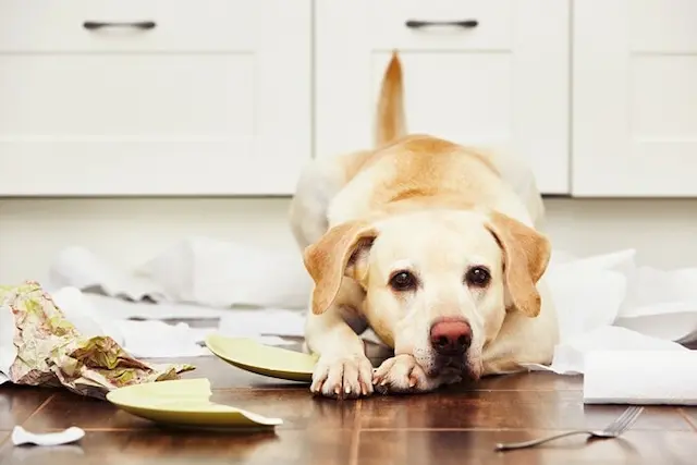 Bạn có thể cố gắng giấu viên thuốc trong thức ăn mà chó thích. Đối với một số chó, việc này có thể làm giảm sự phản đối của chúng với việc uống thuốc.