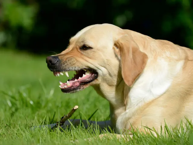 Labrador thường không hung dữ và thân thiện, nhưng như mọi giống chó, việc nuôi dưỡng và huấn luyện đúng cách là quan trọng.