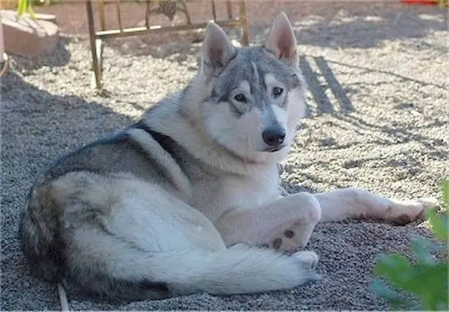 Chó lai Alaska là những con chó có hỗn hợp giữa chó Alaska và một giống khác, có thể tạo ra những tính cách và ngoại hình độc đáo.