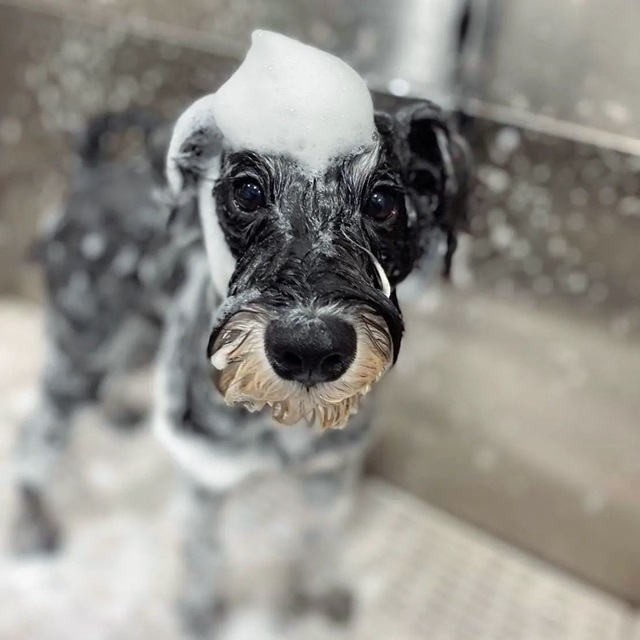 Chó con mới sinh có tắm được không?