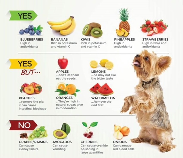 Chó Nên Ăn Gì? Top 12 Loại Thức Ăn Cho Chó Tốt Nhất
