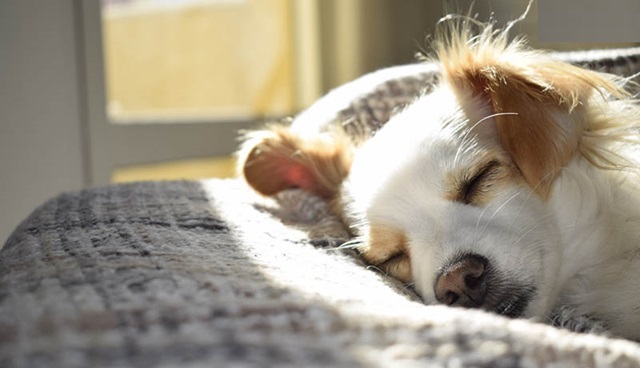 Hướng dẫn cách tạo thói quen ngủ đêm cho chó