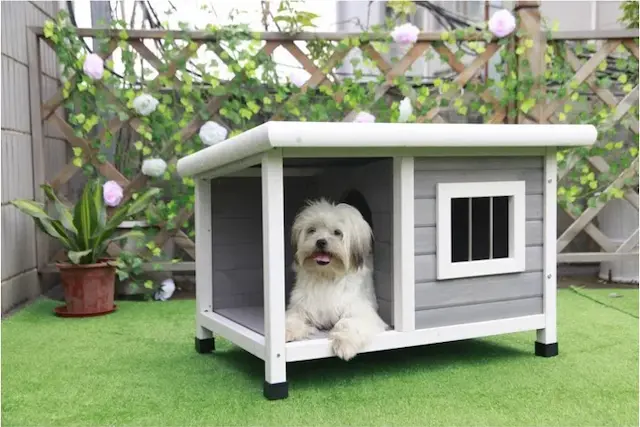 Poodle thích hợp với môi trường sống trong nhà và có không gian để vận động.