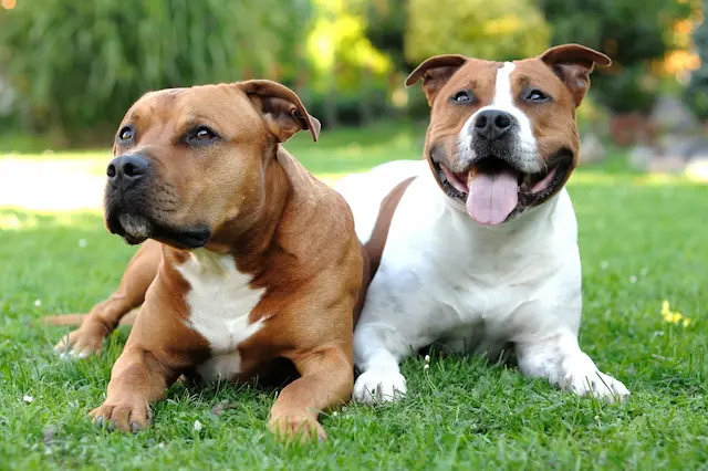 Staffordshire Bull Terrier có chiều cao nhỏ hơn chó Pit Bull Terrier Mỹ khoảng 12-15cm
