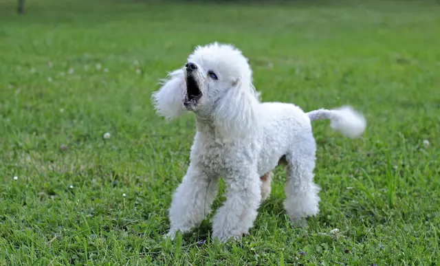 Chó Poodle có khả năng "sủa" cao, thường báo động hoặc truyền đạt cảm xúc của chúng bằng cách sử dụng giọng điệu.