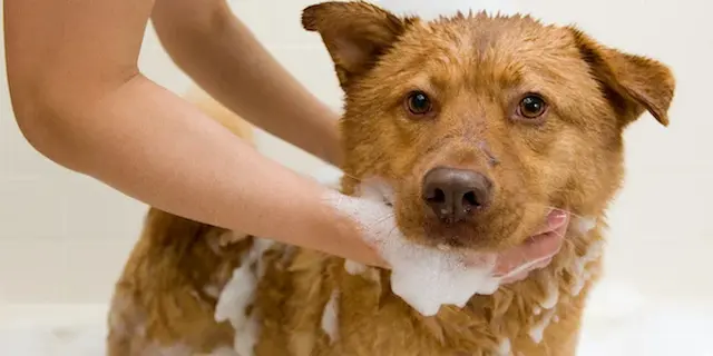 Tắm chó có thể giúp loại bỏ lông rụng và bụi bẩn, nhưng không nên tắm quá thường xuyên để tránh làm khô da chó.