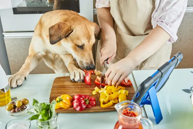 Chọn thức ăn chó chất lượng và phù hợp với lứa tuổi, cân nặng, và mức hoạt động của chó.