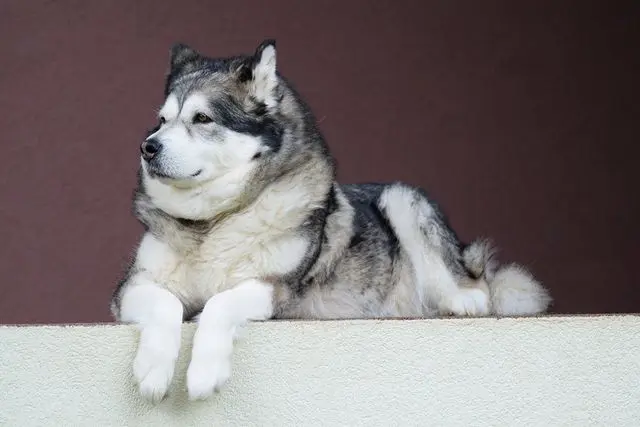 Chó Alaska có kích thước lớn, đầu mũi mạnh mẽ, đôi mắt tròn, và lông dày, mềm mại. Đuôi hơi gập lên và lông mạnh mẽ.