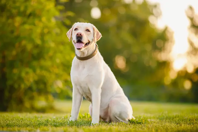 Chó Labrador có hình dáng cân đối, đầu tròn, tai đứng và đuôi dài. Bộ lông dày và ngắn, có thể có màu vàng, đen hoặc nâu.