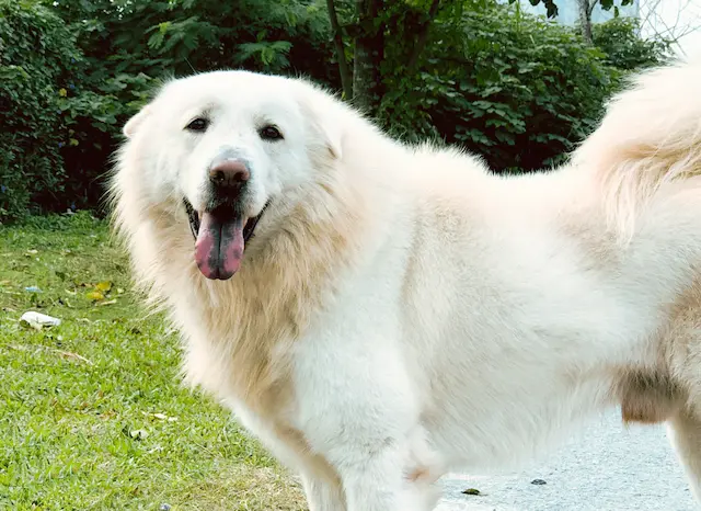 Chó Bắc Hà có bộ lông dày, mềm mại và thường xù ra, đặc biệt là ở vùng cổ và tai.