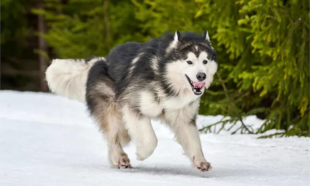 Chó Alaska thường trung thực, độc lập, và có tinh thần tự chủ. Chúng thân thiện với gia đình, nhưng có thể là bảo thủ với người lạ.