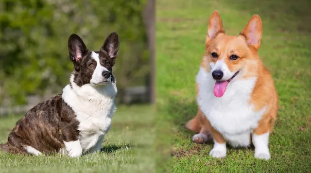 Cả hai đều thuộc loại chó con mắt. Chúng có dáng vóc thấp, cơ bắp và đuôi mỏng.