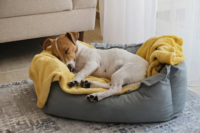 Hãy thử nghiệm và quan sát xem chó thích nằm ở đâu trên giường hoặc trong nhà.