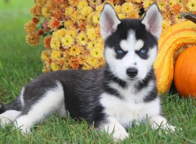 Husky Siberian là 50 triệu đồng, đó có thể là một con chó có dòng dõi tốt, có màu lông đặc biệt hoặc có những đặc điểm nổi bật khác. Các yếu tố như dòng dõi, màu sắc, tuổi và nguồn gốc có thể ảnh hưởng đến giá của một con chó Husky Siberian.