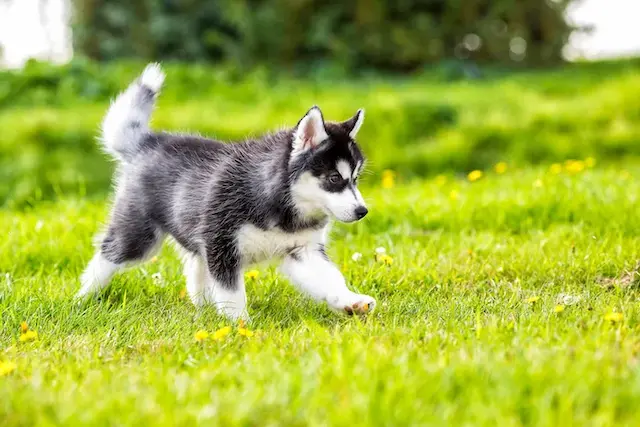Giá của một con chó Husky thuần chủng có thể dao động rất lớn tùy thuộc vào nhiều yếu tố như dòng dõi, nguồn gốc, màu sắc, tuổi và vị trí địa lý.
